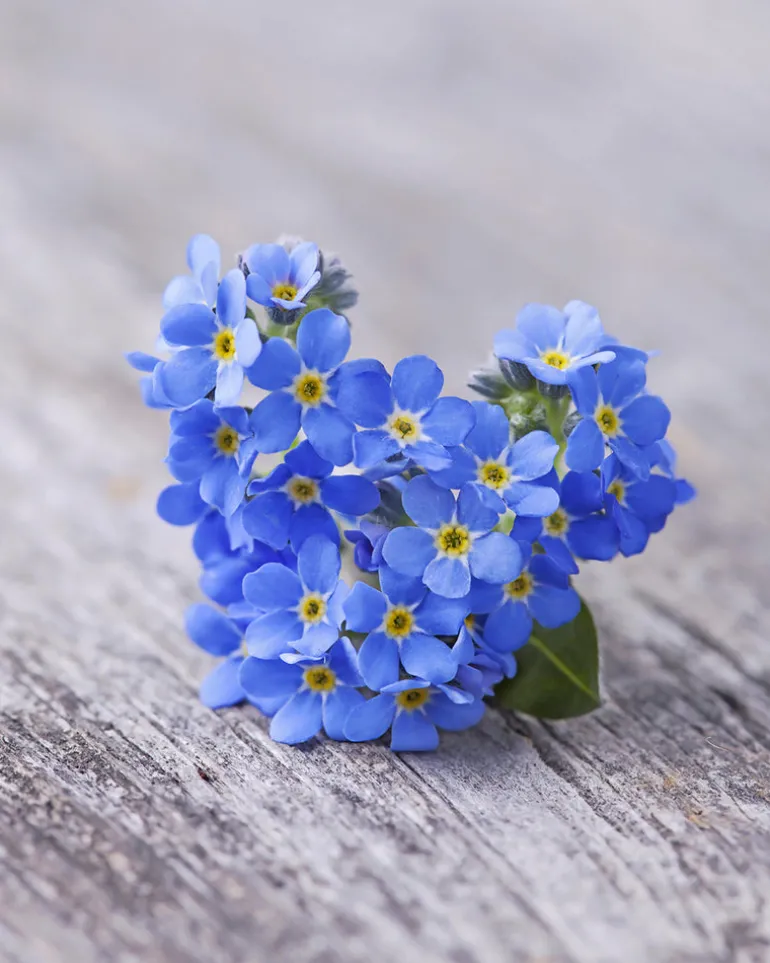 Forget Me Not Grow Kit